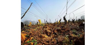 Domaine Jacques Dury (Rully)