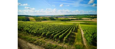 Goisot (&oslash;kologisk / Biodynamisk) (Cotes d'Auxerre & Saint-Bris) 