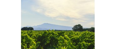 Clos Saint Jean (Chateauneuf du Pape)