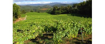 Adega Pedralonga (R&iacute;as Baixas)