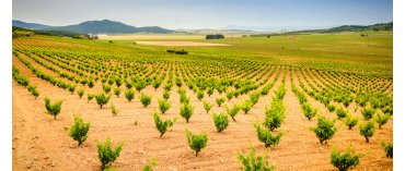 Bodegas Arraez (Valencia)