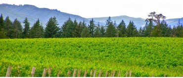 Chateau Bianca (Milj) (Willamette Valley/Oregon)