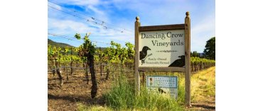Dancing Crow Vineyards (Miljø) (Lake County/California)